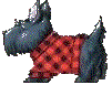 scotty logo