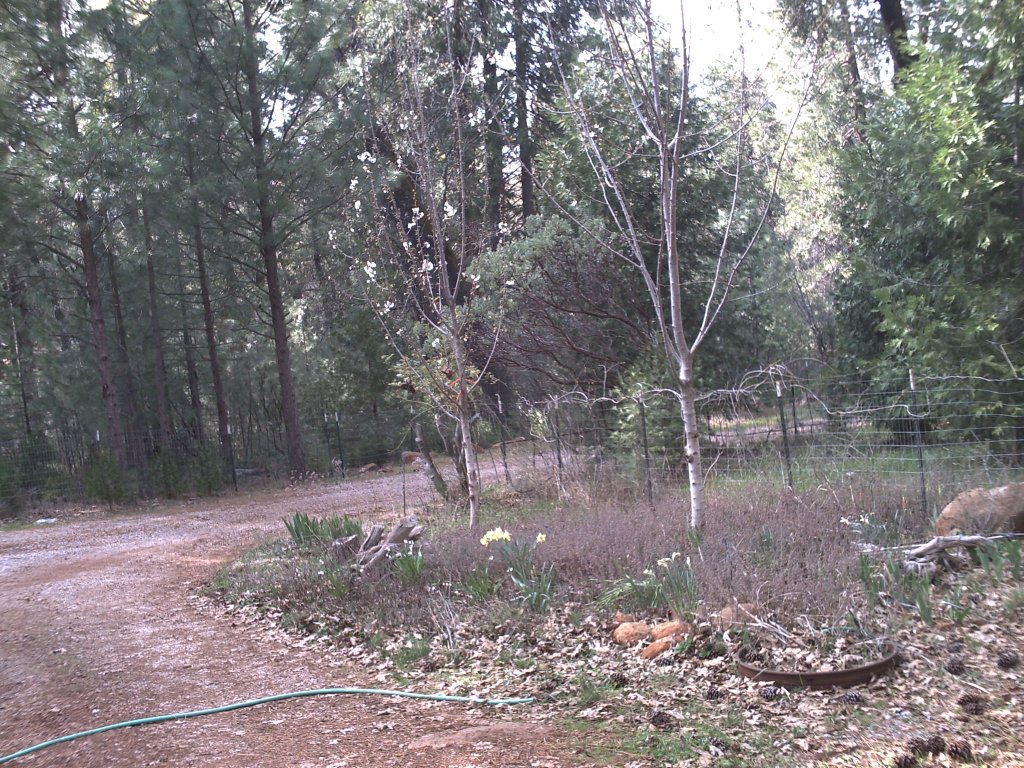 fruit trees