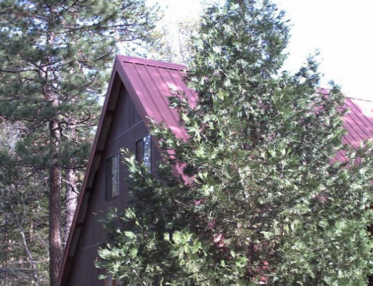 house and tree